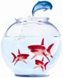 Sharks-Dolphin-Bowl.jpg